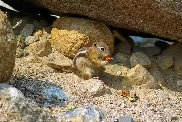 Free download Golden Mantled Ground Squirrel -  free photo or picture to be edited with GIMP online image editor