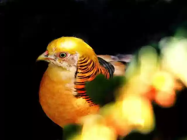 Free download golden pheasant pheasant bird free picture to be edited with GIMP free online image editor