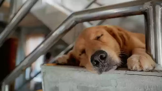 Free download golden retriever dog pet canine free picture to be edited with GIMP free online image editor