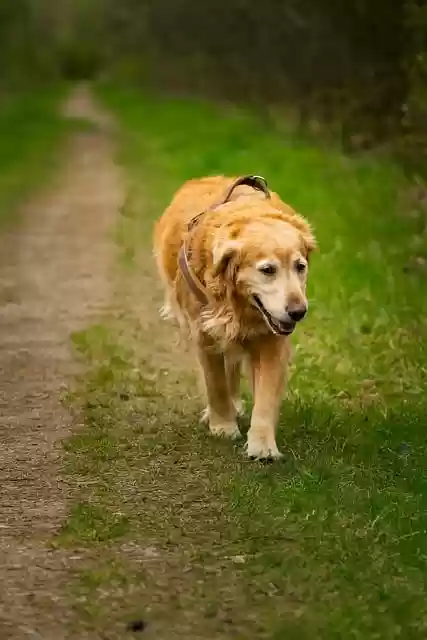 Free download golden retriever dog walk outdoors free picture to be edited with GIMP free online image editor