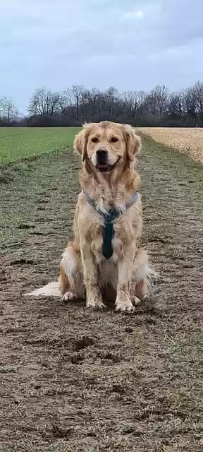 Free download golden retriever pet animal dog free picture to be edited with GIMP free online image editor