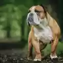 Golden Retriever with Pug Face  screen for extension Chrome web store in OffiDocs Chromium