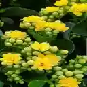 Golden Sedum Flower Wallpaper  screen for extension Chrome web store in OffiDocs Chromium