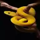 golden tree snake wallpaper  screen for extension Chrome web store in OffiDocs Chromium