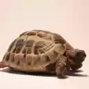 Golden Turtle  screen for extension Chrome web store in OffiDocs Chromium