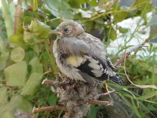 Free download Goldfinch Ave Young -  free photo or picture to be edited with GIMP online image editor