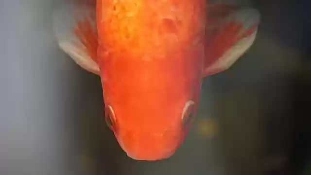 Free download goldfish fish freshwater fish free picture to be edited with GIMP free online image editor