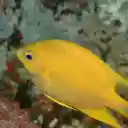 Goldfish Under the Sea  screen for extension Chrome web store in OffiDocs Chromium