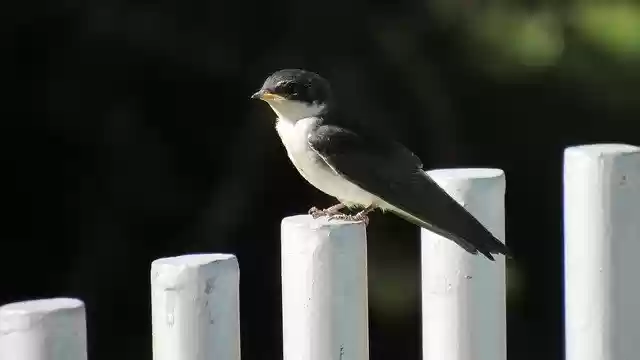 Free download Golondrina Chilena Swallow Chile -  free photo or picture to be edited with GIMP online image editor
