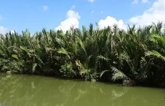 Free download Golpatta Nipa Fruticans Palm -  free photo or picture to be edited with GIMP online image editor
