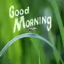 Good Morning  screen for extension Chrome web store in OffiDocs Chromium