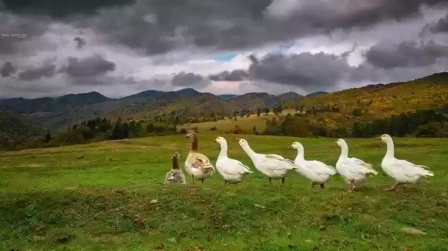 Free download Goose Animal -  free photo or picture to be edited with GIMP online image editor