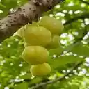 gooseberry wallpaper  screen for extension Chrome web store in OffiDocs Chromium