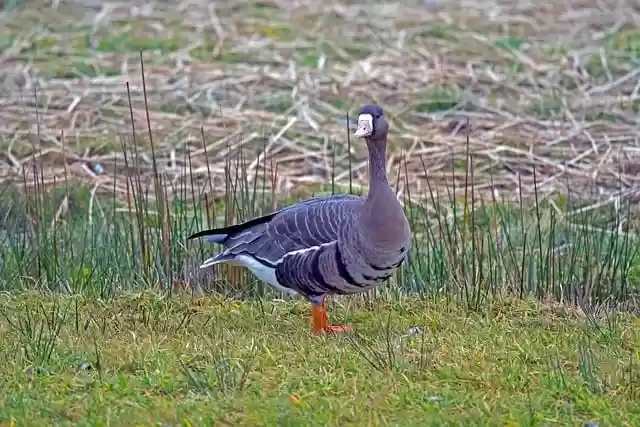Free download goose bird nordic goose animal free picture to be edited with GIMP free online image editor