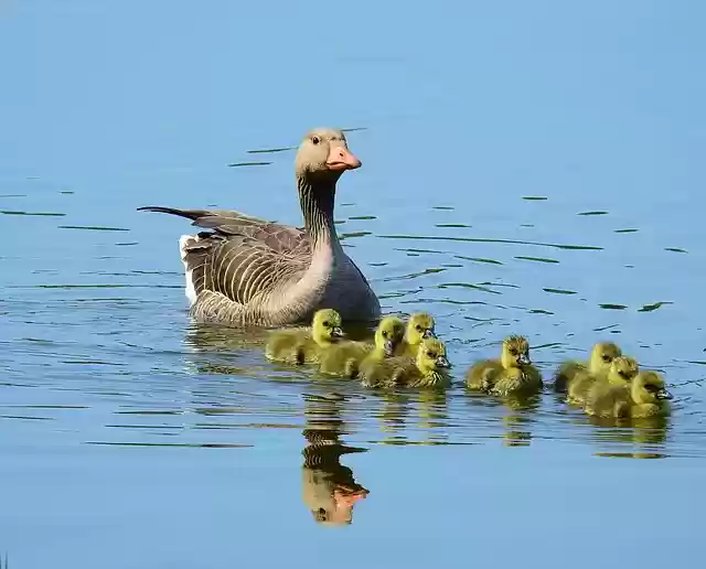 Free download goose birds wild birds lake free picture to be edited with GIMP free online image editor