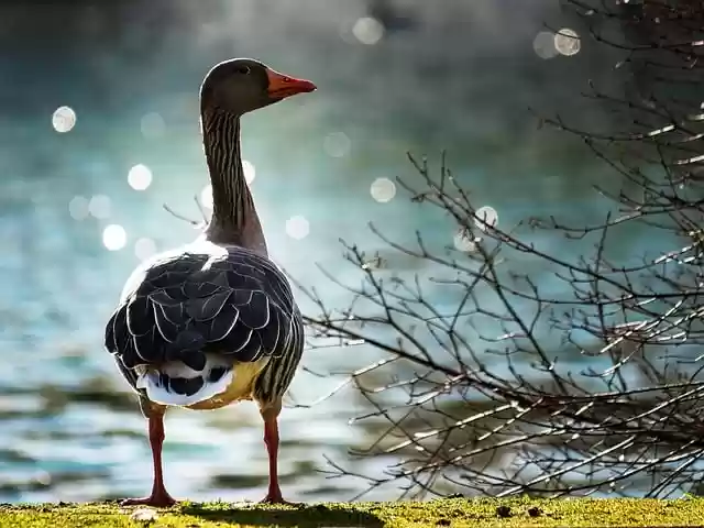 Free download goose bird water bird animal beak free picture to be edited with GIMP free online image editor