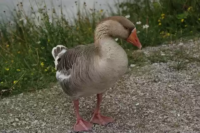 Free download Goose Bird Waterfowl -  free photo or picture to be edited with GIMP online image editor