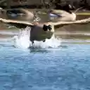 Goose Flying Over the Lake  screen for extension Chrome web store in OffiDocs Chromium