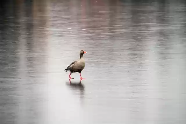 Free download goose frozen lake winter gray goose free picture to be edited with GIMP free online image editor
