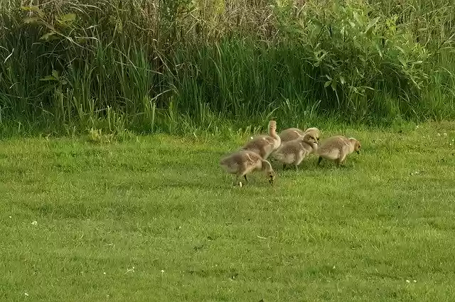 Descărcare gratuită Goose Geese Gosling - fotografie sau imagini gratuite pentru a fi editate cu editorul de imagini online GIMP