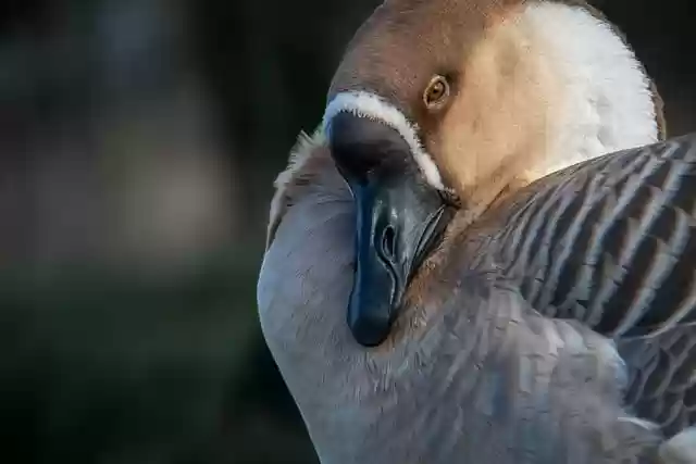 Free download goose mute goose bird free picture to be edited with GIMP free online image editor