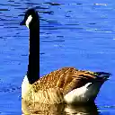 GOOSE THEME  screen for extension Chrome web store in OffiDocs Chromium