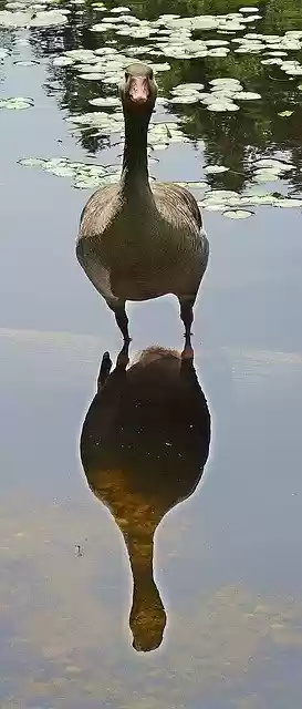 Free download Goose To Watch Water -  free photo or picture to be edited with GIMP online image editor