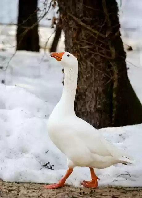 Free download goose winter waterbird waterfowl free picture to be edited with GIMP free online image editor
