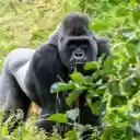 Gorilla  screen for extension Chrome web store in OffiDocs Chromium