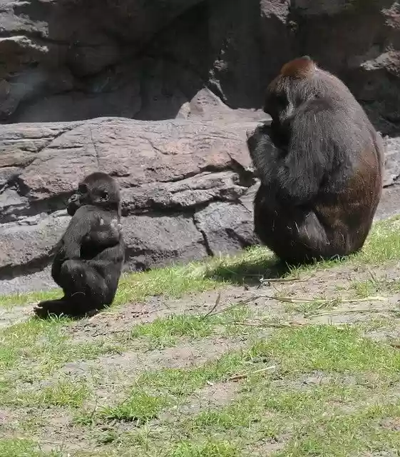 Free download Gorilla And Baby Photo Taken At -  free photo or picture to be edited with GIMP online image editor
