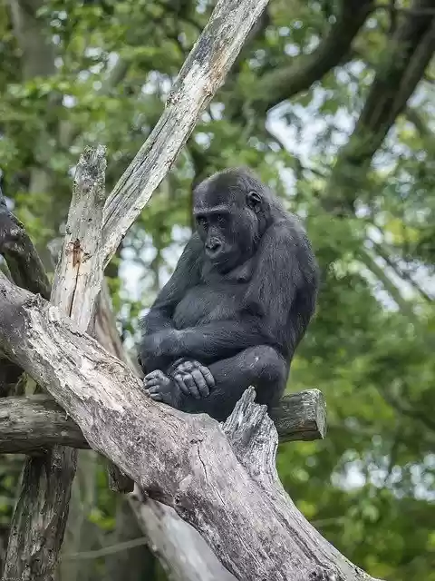 Free download Gorilla Animal Monkey -  free photo template to be edited with GIMP online image editor