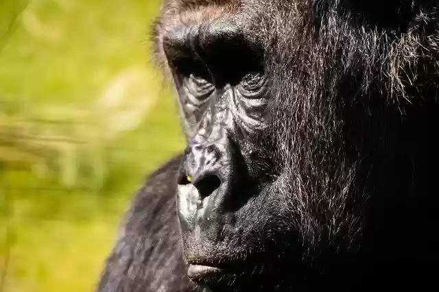 Free download Gorilla Animals -  free photo or picture to be edited with GIMP online image editor