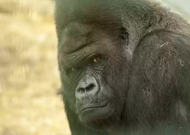 Descarga gratuita Gorilla Looking Stare: foto o imagen gratuita para editar con el editor de imágenes en línea GIMP