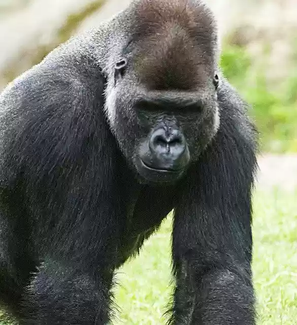 Free download Gorilla Monkey Man -  free photo or picture to be edited with GIMP online image editor