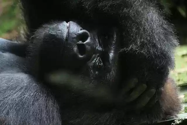 Free download gorilla monkey silverback ape free picture to be edited with GIMP free online image editor