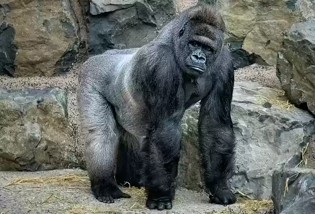 Libreng download gorilla primate animal ape zoo libreng larawan na ie-edit gamit ang GIMP na libreng online na editor ng imahe