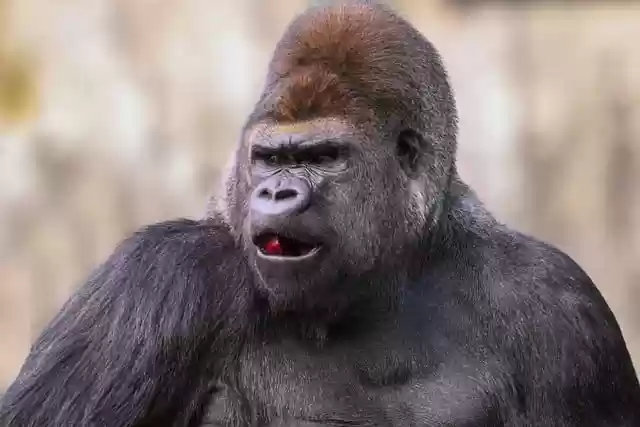 Free download gorilla primate mammal animal ape free picture to be edited with GIMP free online image editor