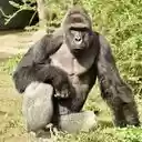 Gorilla Wallpaper  screen for extension Chrome web store in OffiDocs Chromium