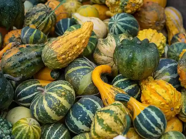 Free download Gourd Autumn Thanksgiving -  free photo or picture to be edited with GIMP online image editor