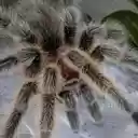 Grammostola north Tarantula  screen for extension Chrome web store in OffiDocs Chromium