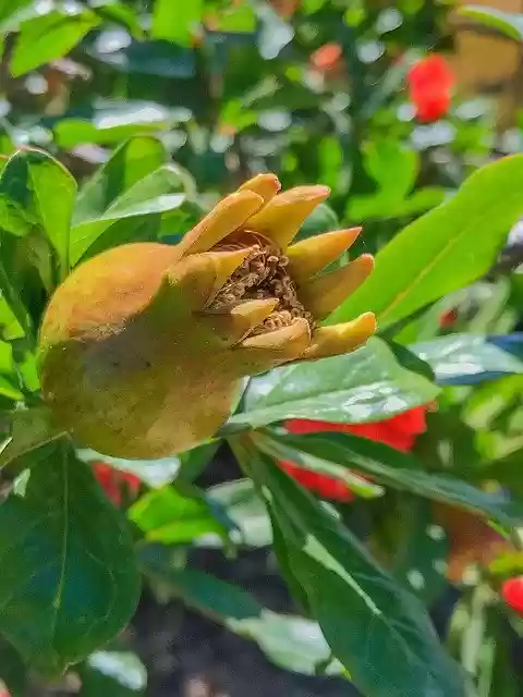 Free download Granada Tree Landscape -  free free photo or picture to be edited with GIMP online image editor