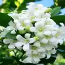 Grapefruit flower wallpaper  screen for extension Chrome web store in OffiDocs Chromium