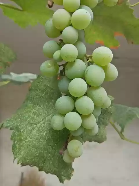 Free download Grape Plant Green -  free photo or picture to be edited with GIMP online image editor