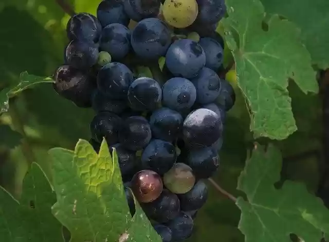 Free download Grapes Cabernet Wine -  free free photo or picture to be edited with GIMP online image editor