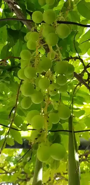 Free download Grapes Fruit Cluster -  free photo or picture to be edited with GIMP online image editor