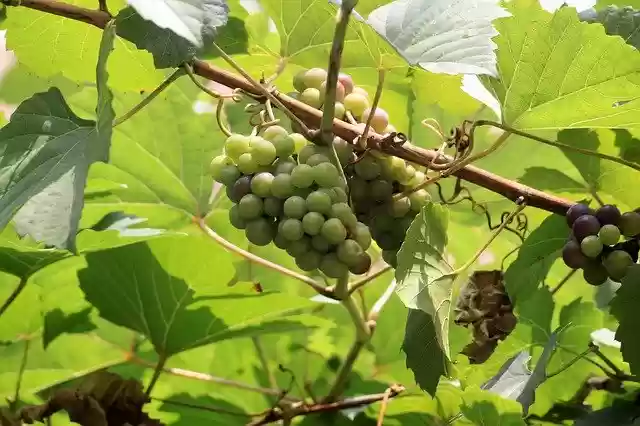 تنزيل مجاني Grapes Grape Vines Vine - صورة أو صورة مجانية يمكن تحريرها باستخدام محرر الصور عبر الإنترنت GIMP