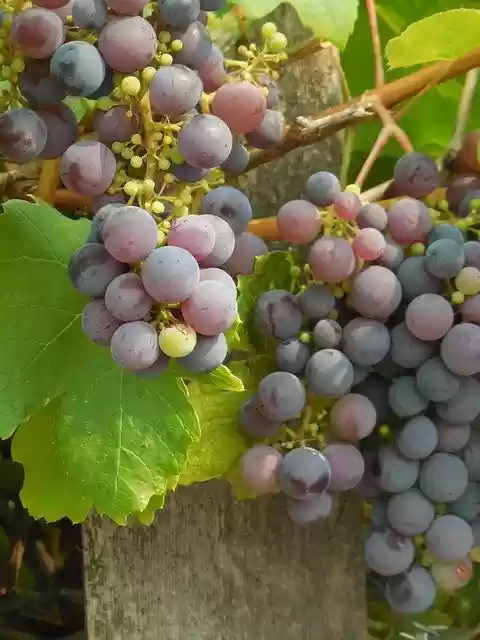 Безкоштовно завантажити безкоштовний шаблон фотографій Grapes Grapevine Vine для редагування в онлайн-редакторі зображень GIMP