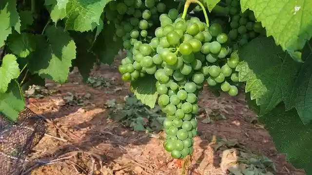Free download Grapes Green Vineyard -  free photo or picture to be edited with GIMP online image editor