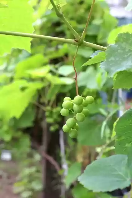 Free download Grapes Harvest Garden -  free photo or picture to be edited with GIMP online image editor