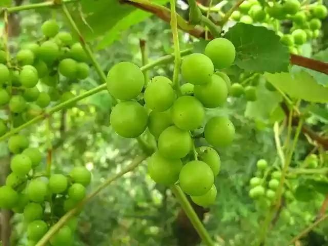 Free download Grapes Maturation Garden -  free free photo or picture to be edited with GIMP online image editor